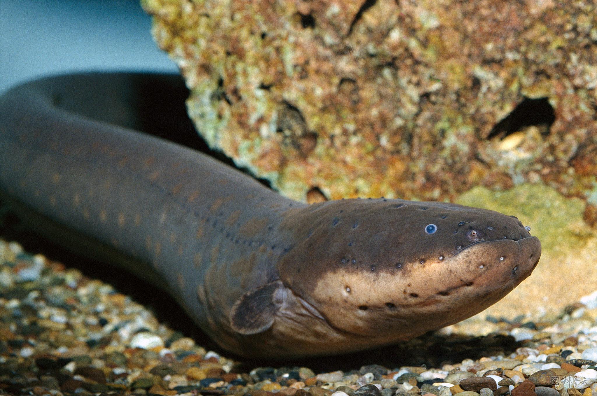 01-electric-eel.ngsversion.1465318802656.jpg