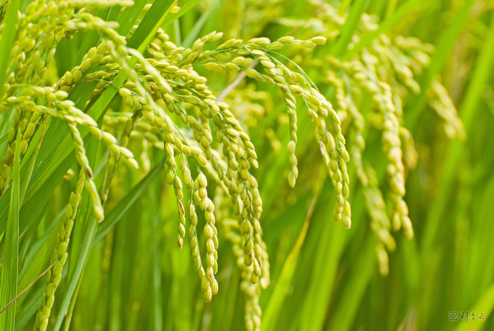 rice.jpg
