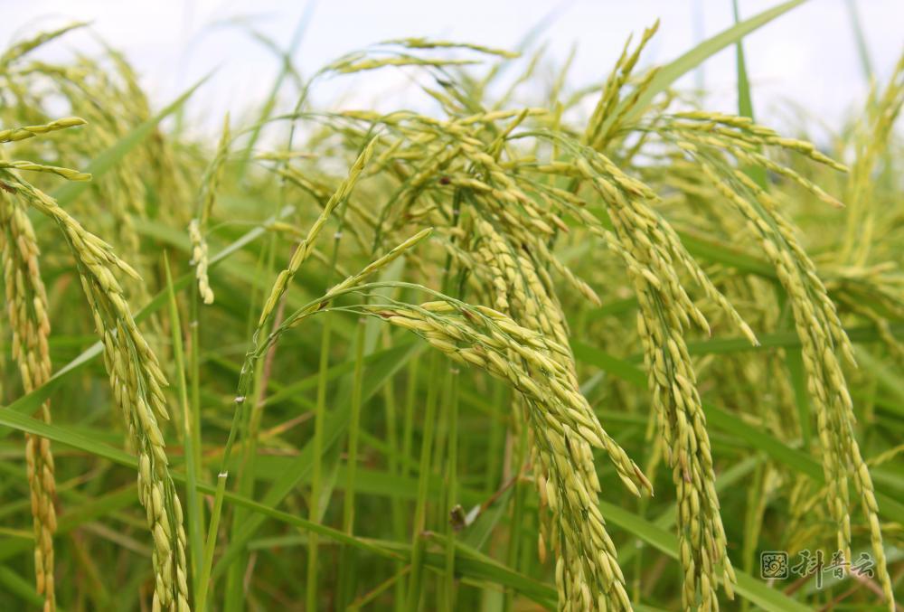 jasmine-rice-plant.jpg