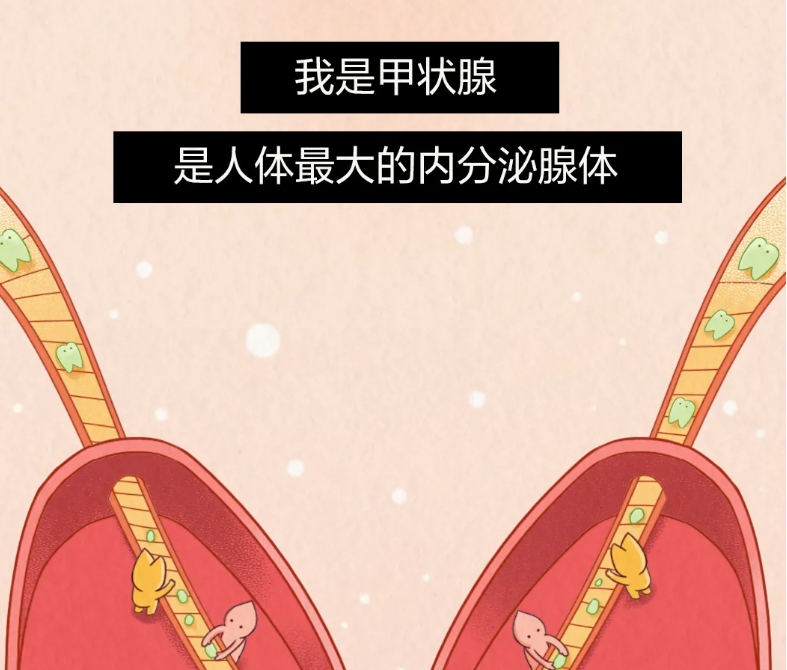 作为最爱长结节的“卷王”器官，甲状腺是怎么一步步罢工的？