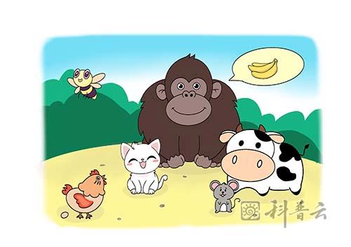 1与人类“相似”的那些物种.jpg