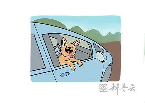 3动物为什么会晕车..jpg