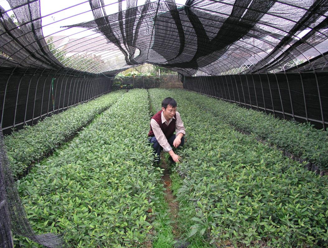 茶树工厂化育苗技术